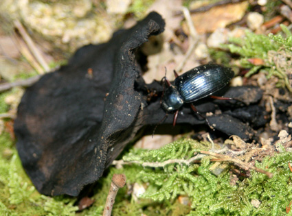 キノコを食べる昆虫_f0195172_16581469.jpg