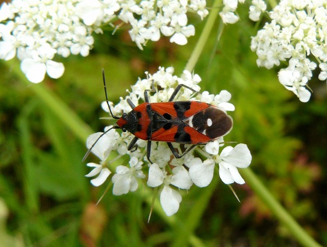 綺麗な カメムシ マダラナガカメムシ 蝶 チョウ ゆっくり歩き 千蟲譜物語
