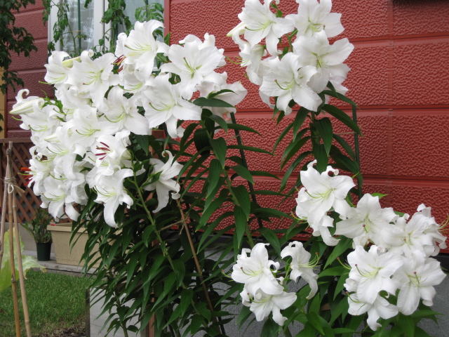 a0008185_1018865.jpg
