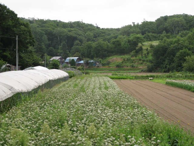a0008185_1024731.jpg