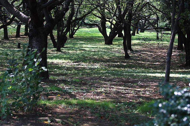 「　昭和の夏　」　立川　昭和記念公園_f0164989_135080.jpg