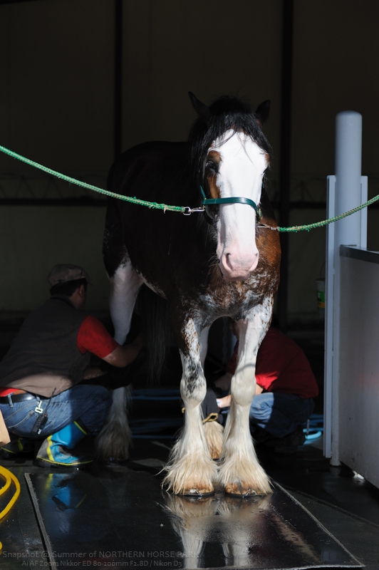 NORTHERN HORSE PARK_a0062697_2164214.jpg