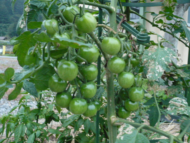 d0131505_20534598.jpg