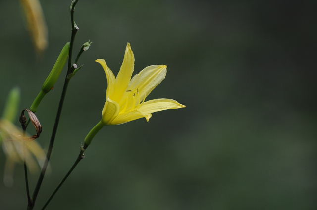 蓮華升麻・黄蓮華升麻・杜鵑・？・撫子・ヒゴタイ・沢桔梗・夕萓・白髭草_a0037019_6422199.jpg