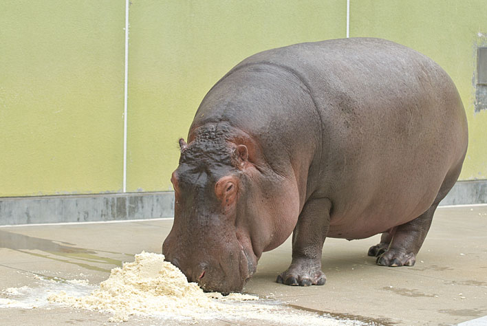 福岡の草食さん_a0091329_21402413.jpg