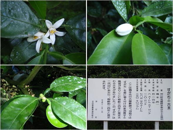 すだち 神山の古木 とくしま応援プロジェクト