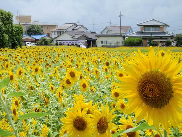 ひまわり 応神 北島 とくしま応援プロジェクト ひまわり 応神 北島 とくしま応援プロジェクト