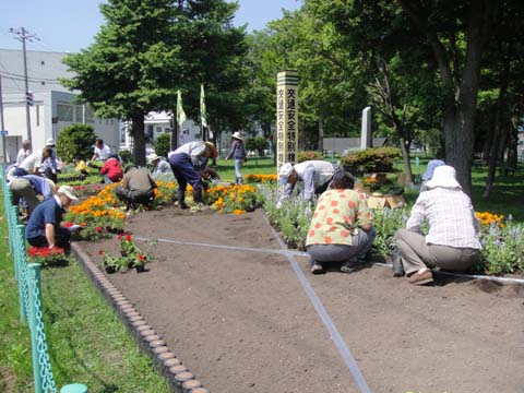 公共花壇の植え替え 夏花壇 函館市住宅都市施設公社 スタッフブログ 公共花壇の植え替え 夏花壇 函館市住宅都市施設公社 スタッフブログ