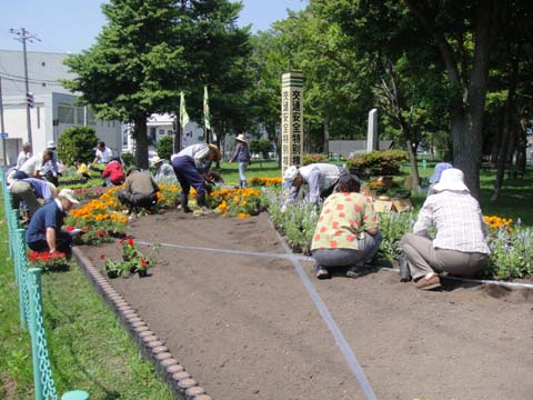 公共花壇の植え替え～夏花壇～_e0145841_12553345.jpg