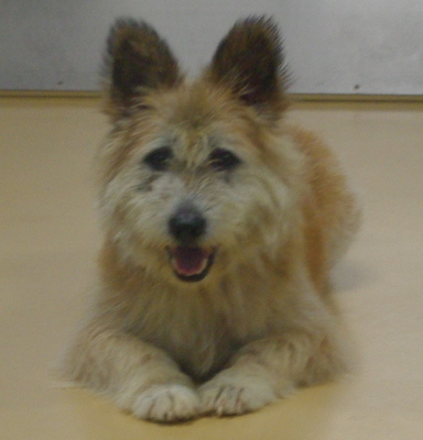 飼い主さん・保護主さん募集(8月19日殺処分予定)_a0126743_1574945.jpg