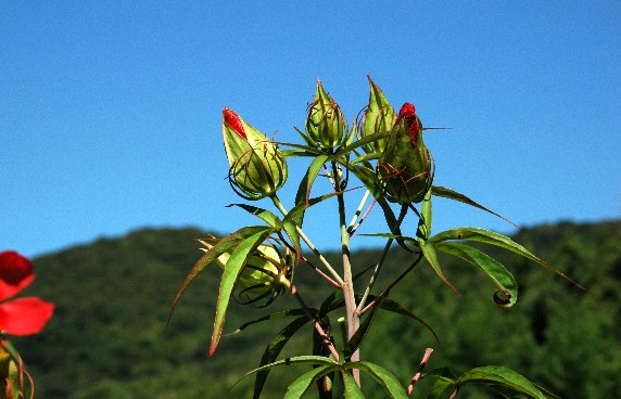 　　田舎にて_b0093754_2358115.jpg