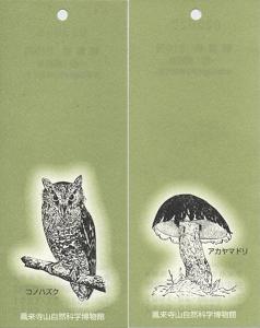 ふくろう探検隊出動　鳳来寺山自然科学博物館　その二_f0139963_7374068.jpg