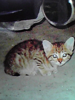 キジトラ子猫3 ヶ月半二匹_c0167175_22251718.jpg