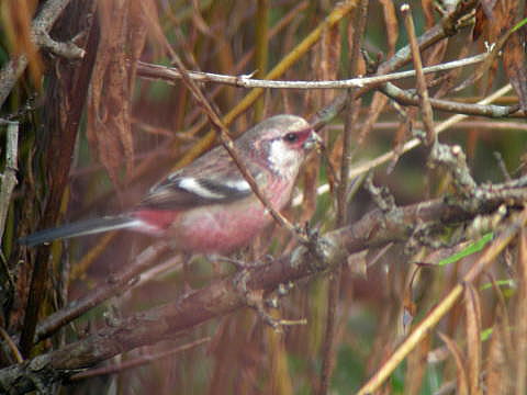 第２１回　馬見丘陵公園探鳥会記録_e0192975_8294235.jpg