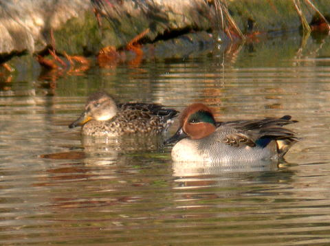 2007/１０～２００８/０３　　探鳥会を振り返って_e0192975_93572.jpg