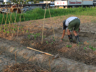 JetMinMinFarm　植付け　いんげん豆とミニキュウリ_a0101591_23391817.jpg