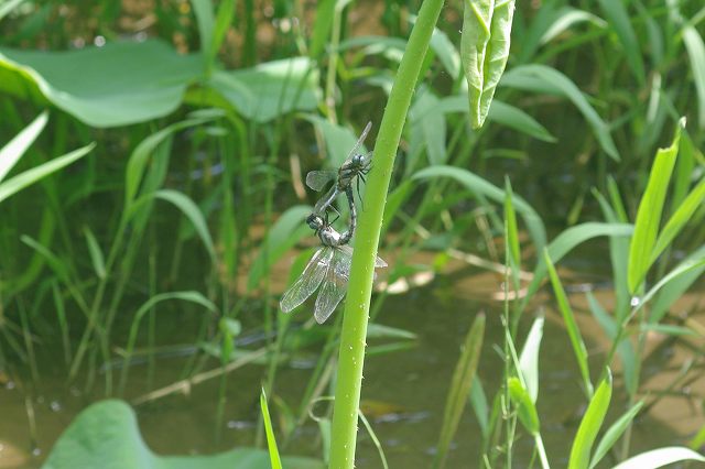 e0070891_18231627.jpg