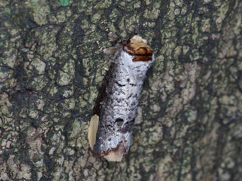 タカサゴツマキシャチホコ(赤坂公園 2009/08/11撮影)_f0204094_13255712.jpg