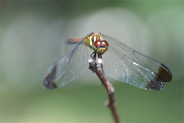 e0189298_22492338.jpg