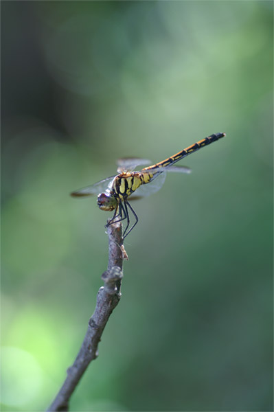 e0189298_22495711.jpg
