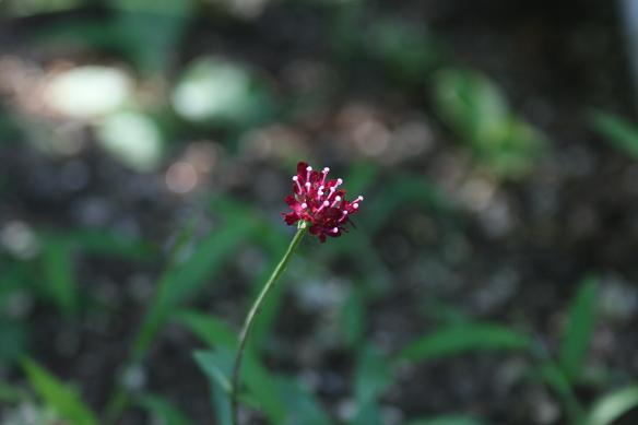 武蔵丘陵森林公園の花　Ⅰ_d0150720_75684.jpg