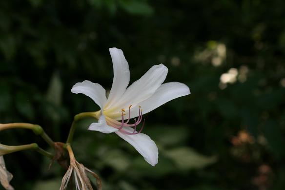 武蔵丘陵森林公園の花　Ⅰ_d0150720_822466.jpg