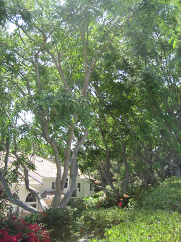 e0185225_8205845.jpg