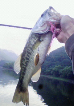 d0051236_8362242.jpg