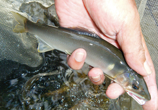 a0056140_1337030.jpg
