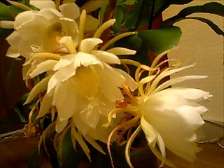 a0115346_9225088.jpg