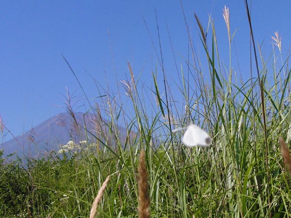 c0045352_18374926.jpg