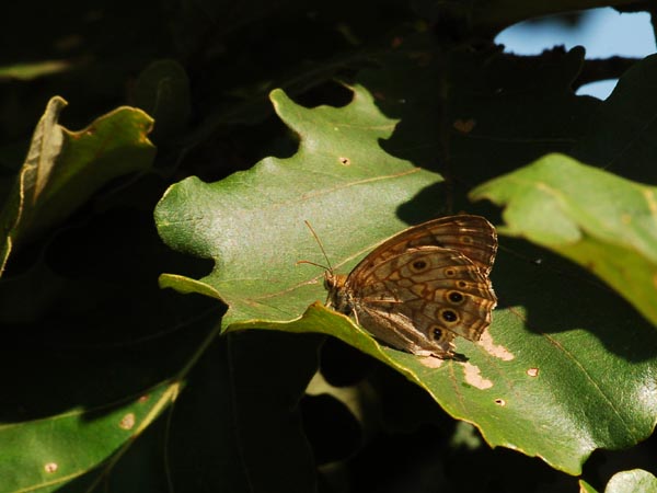 c0045352_18381193.jpg