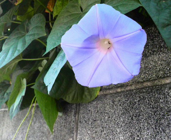 c0185356_1201244.jpg
