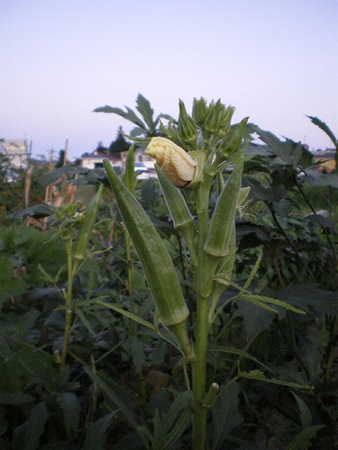 a0066258_22181036.jpg