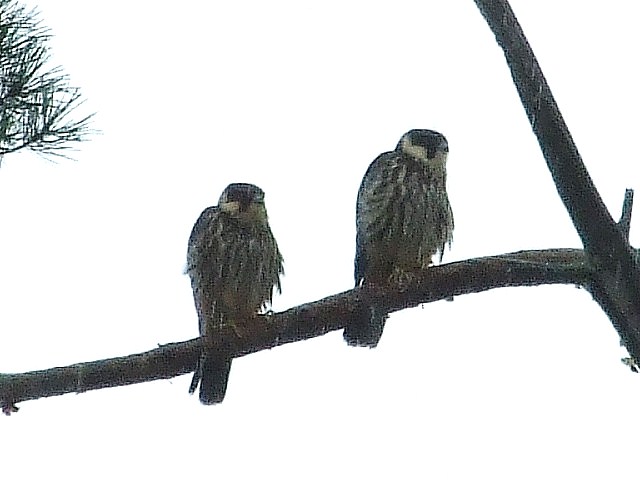 b0165760_0102295.jpg