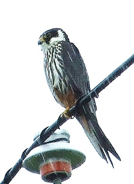 b0165760_0103699.jpg