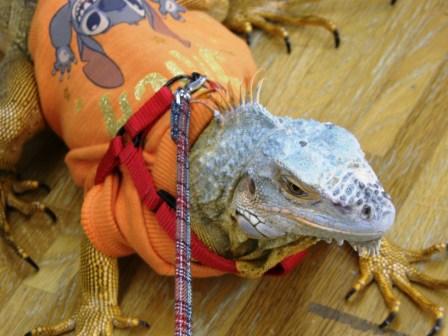 赤いトカゲ でしゃばる きてみてkap 神戸動植物環境専門学校ブログ