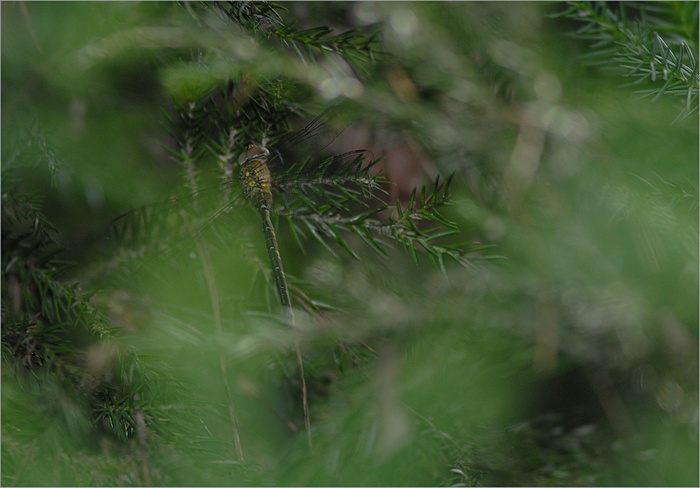 f0088971_2263055.jpg
