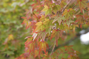京都その7_d0118072_8312091.jpg