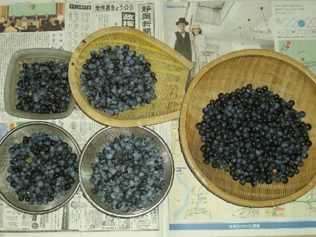 ラビットアイ系の収穫と今年の収穫の仮総括 ブルーベリー栽培 ブルーベリーの育て方 栽培 ブルーベリー ノート Blueberrynote