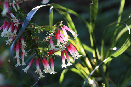 fuchsia heath_c0171280_2215255.jpg