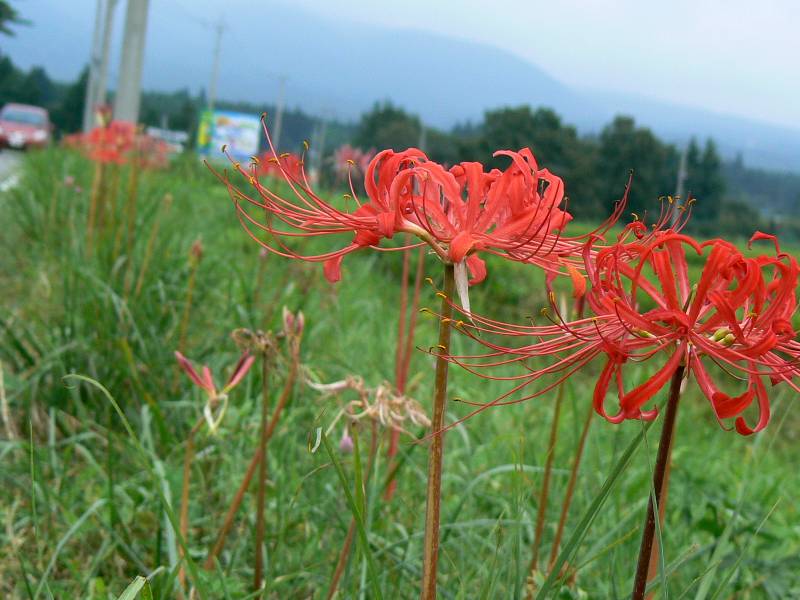 彼岸花咲く那須高原_a0011690_14201098.jpg