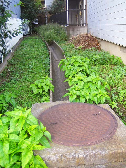 c0163001_23524483.jpg