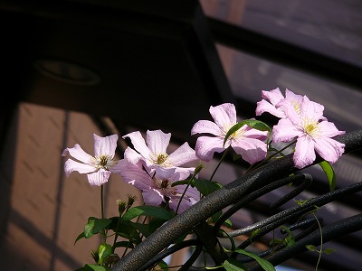 暑くても元気な夏の寄せ植え　♪_a0123003_21323320.jpg