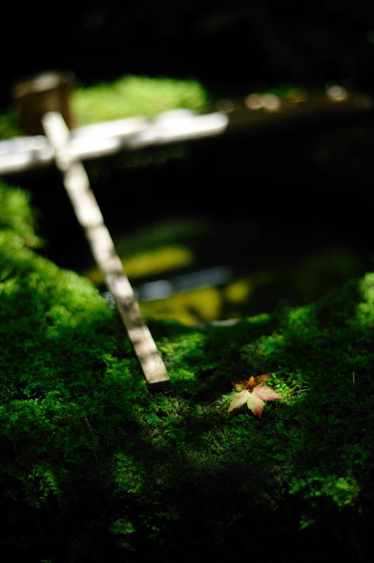 真夏の高桐院　その二_f0032011_1922444.jpg