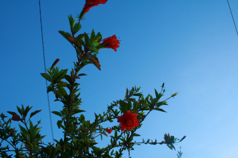 e0023512_2328390.jpg