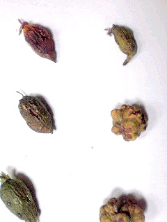 マタタビ携帯待受画像_c0160822_23293287.jpg