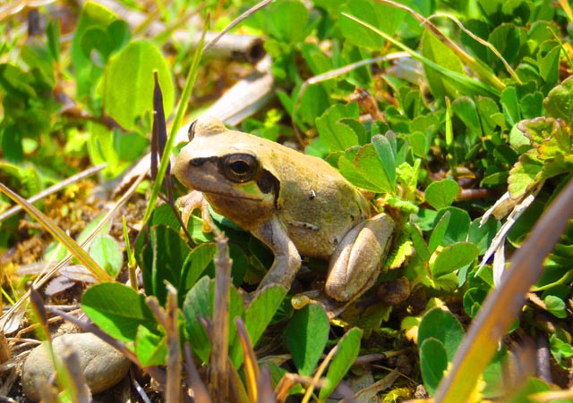 出合った生き物_a0123836_17105939.jpg