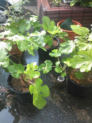 イチジクの植え替え_d0022845_2155217.jpg