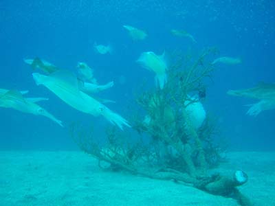 d0058549_1739139.jpg